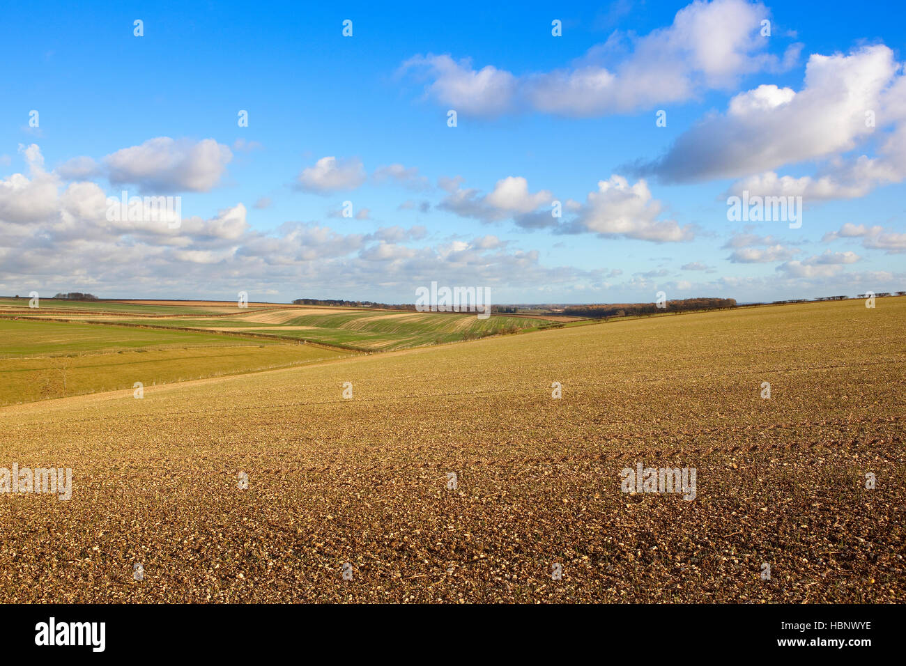 Winter cereal crops germinating in a hillside field.in the scenic