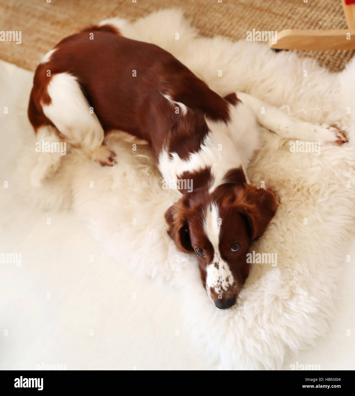 Lovely dog lying on the carpet Stock Photo - Alamy