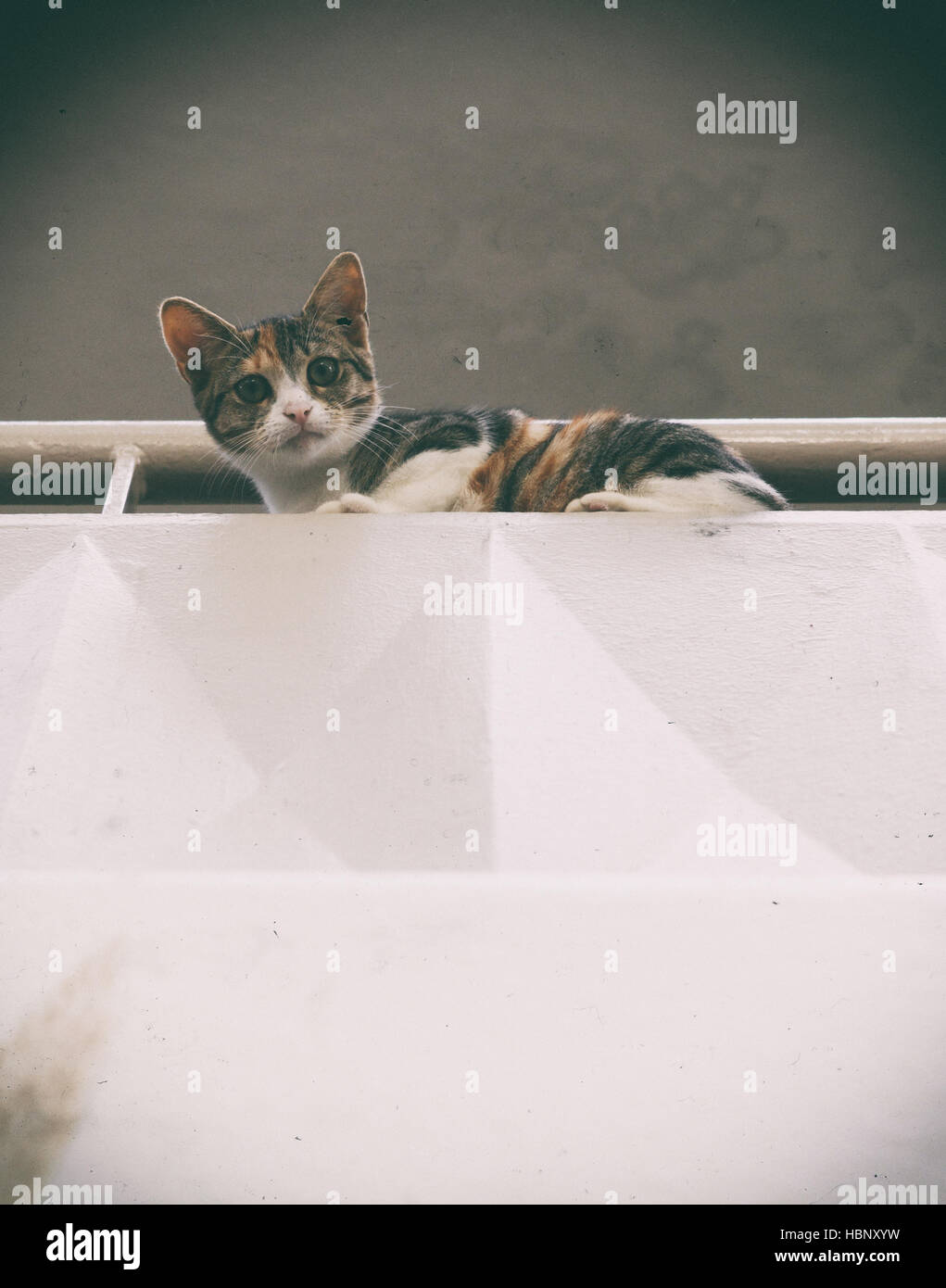 cat on balkony Stock Photo