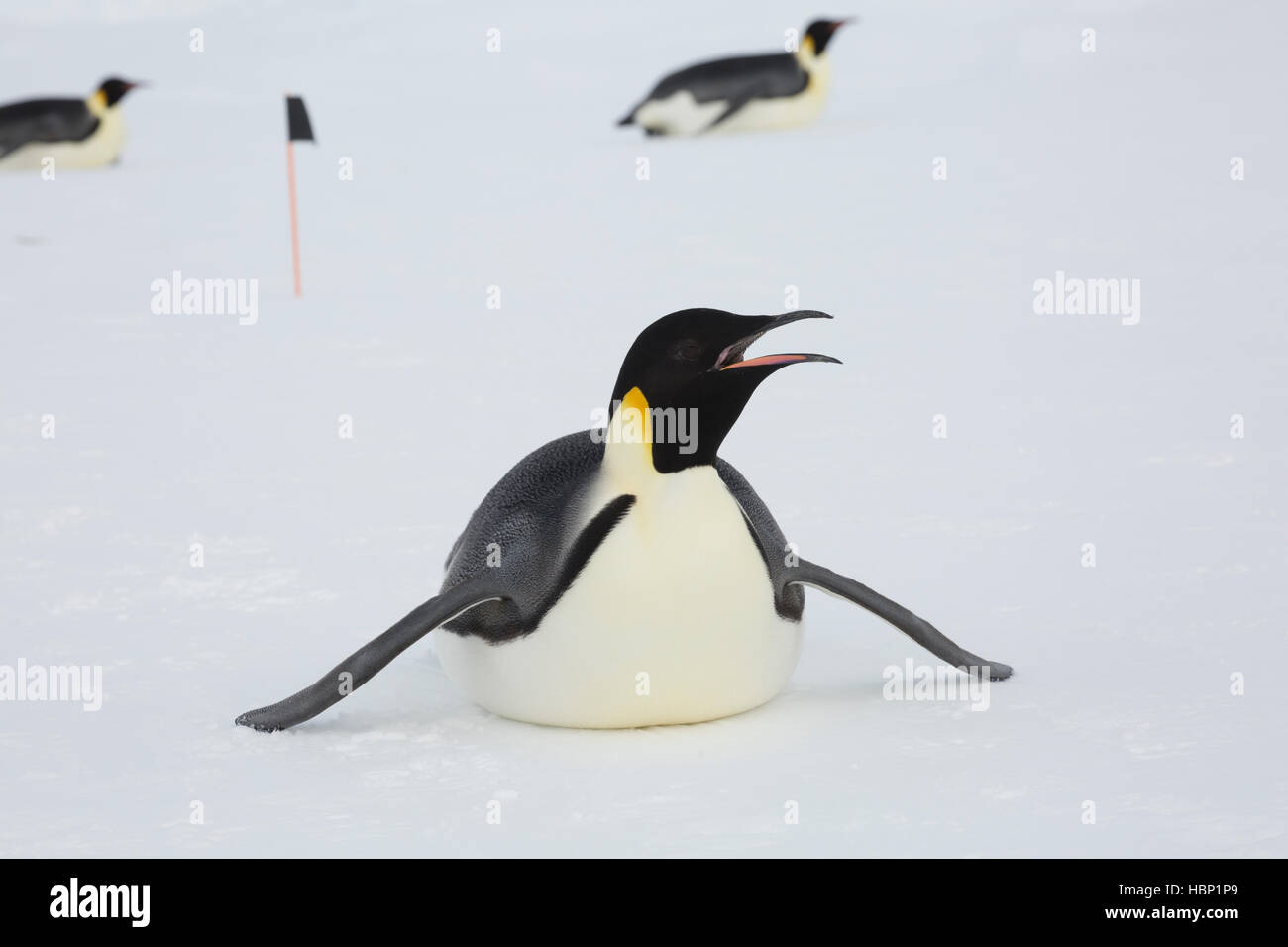An adult Emperor Penguin with open beak is sledging on the ice of the frozen Weddell Sea Stock Photo
