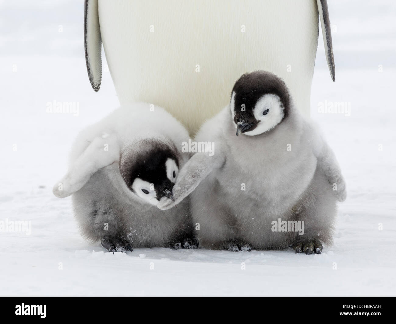Emperor Penguin chicks at play Stock Photo