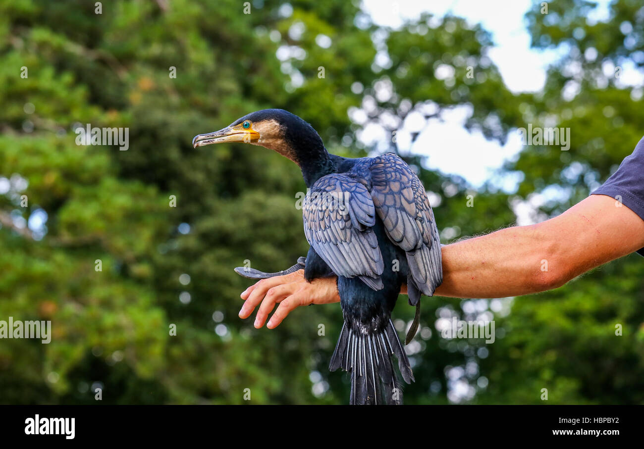 Park animator holding a cormorant Stock Photo