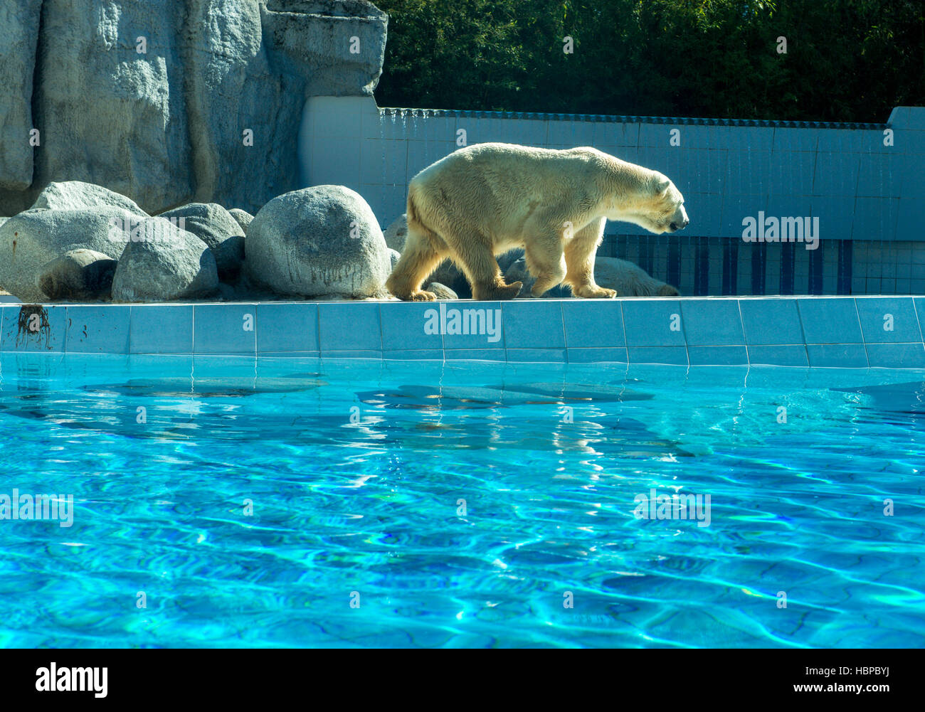 Polar bear on the waterfront at the zoo Stock Photo