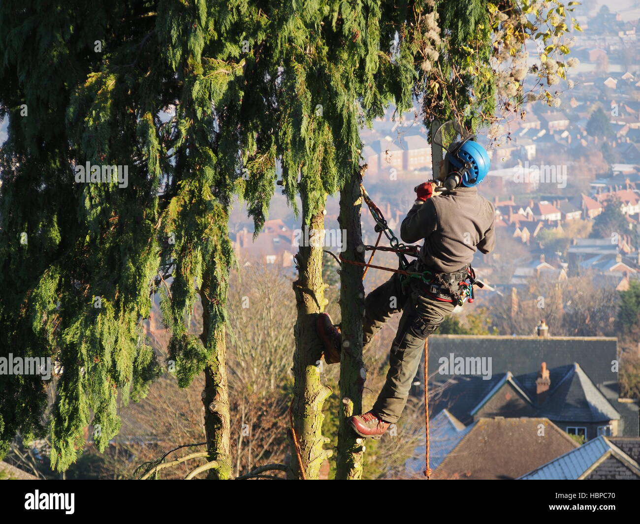Tree surgeon with chain saw cutting top of tree off Stock Photo - Alamy
