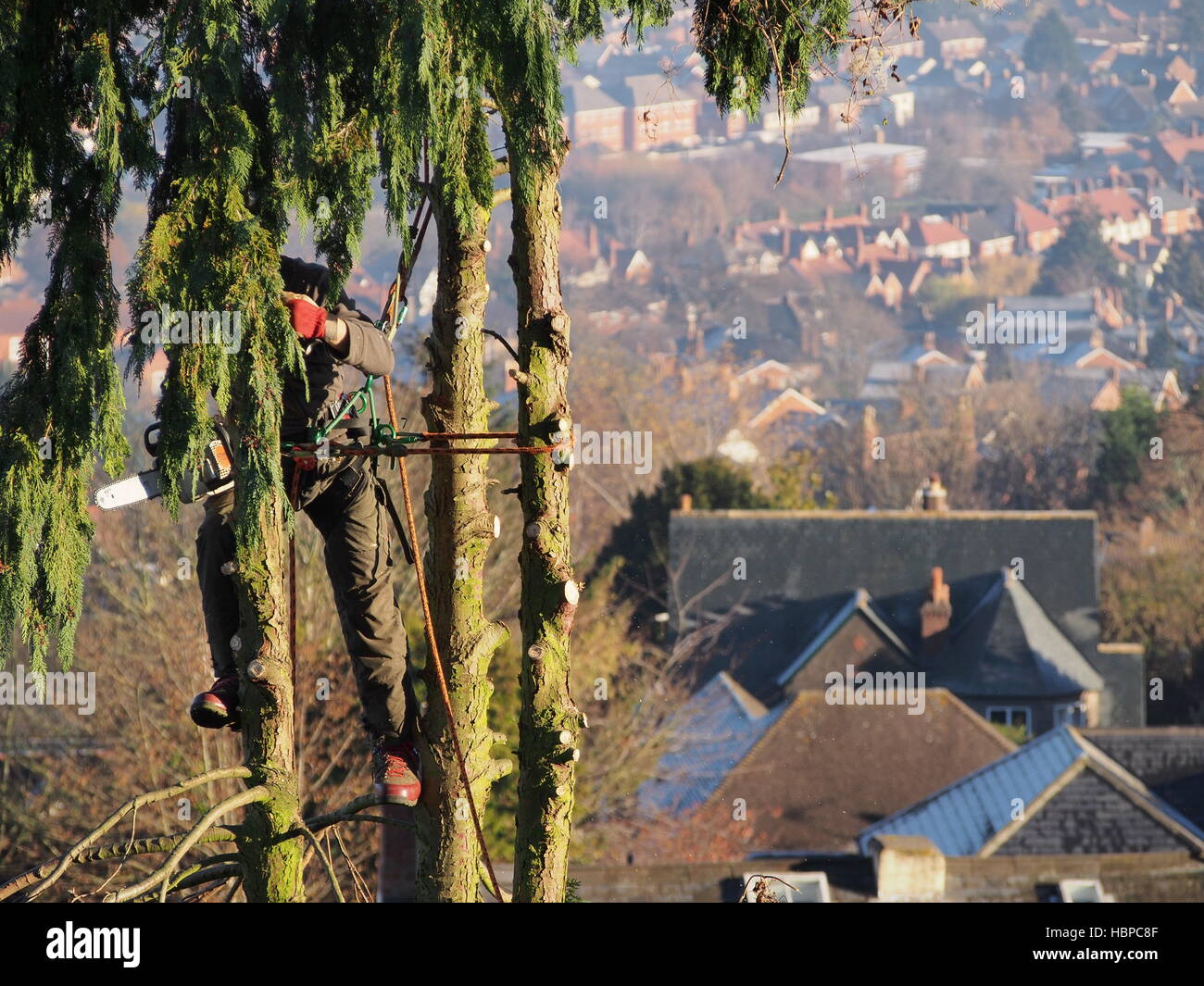 Tree surgeon with chain saw cutting top of tree off Stock Photo - Alamy