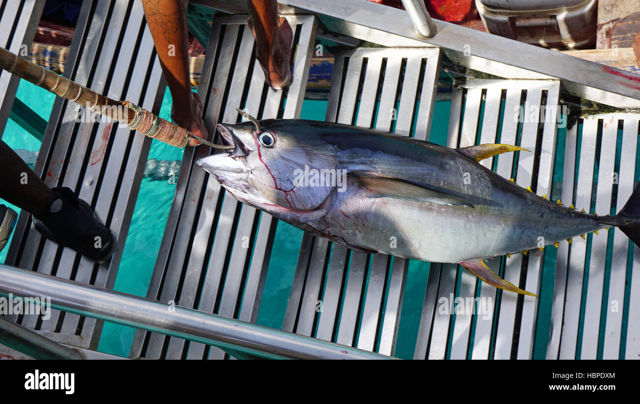 fresh from the ocean yellow fins tuna Stock Photo
