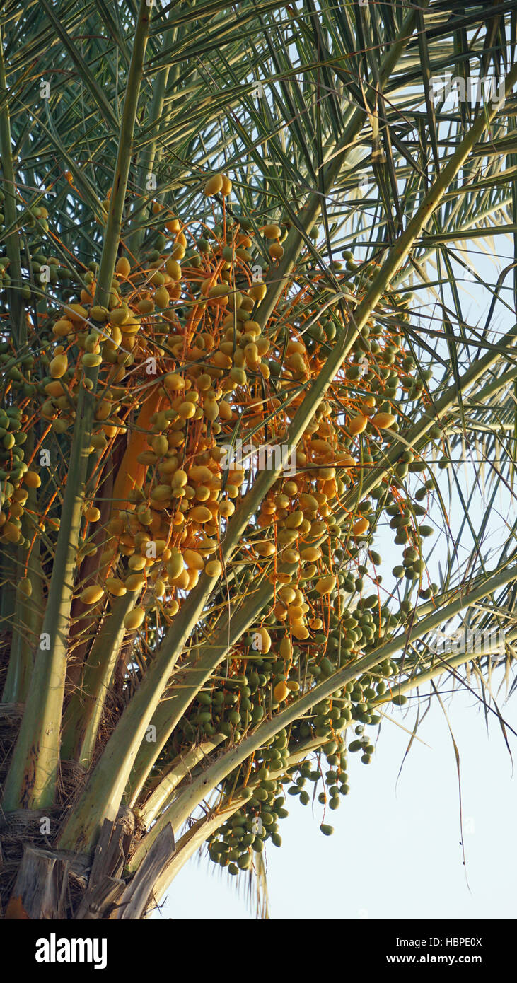 african palm tree on cape verde Stock Photo Alamy