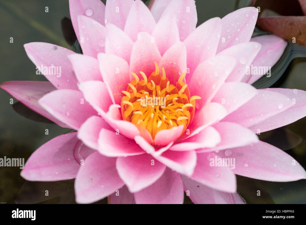 The beautiful of water lily Stock Photo