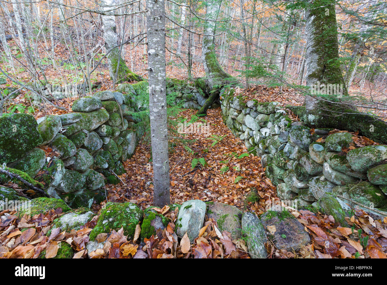 Stone wall new england forest hi-res stock photography and images - Alamy