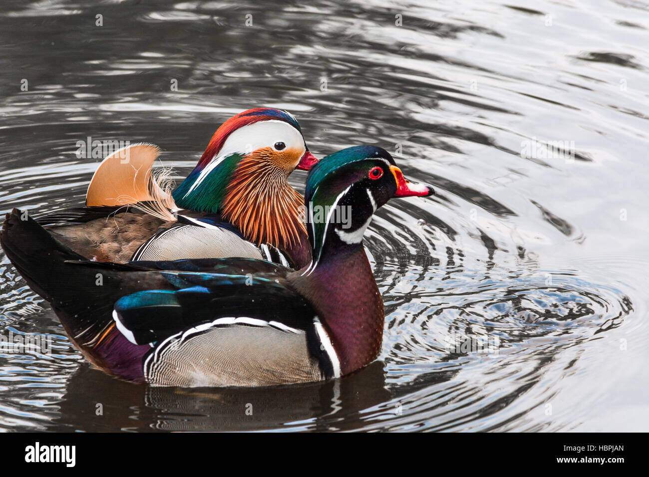 Mandarin ducks on a pond Stock Photo - Alamy