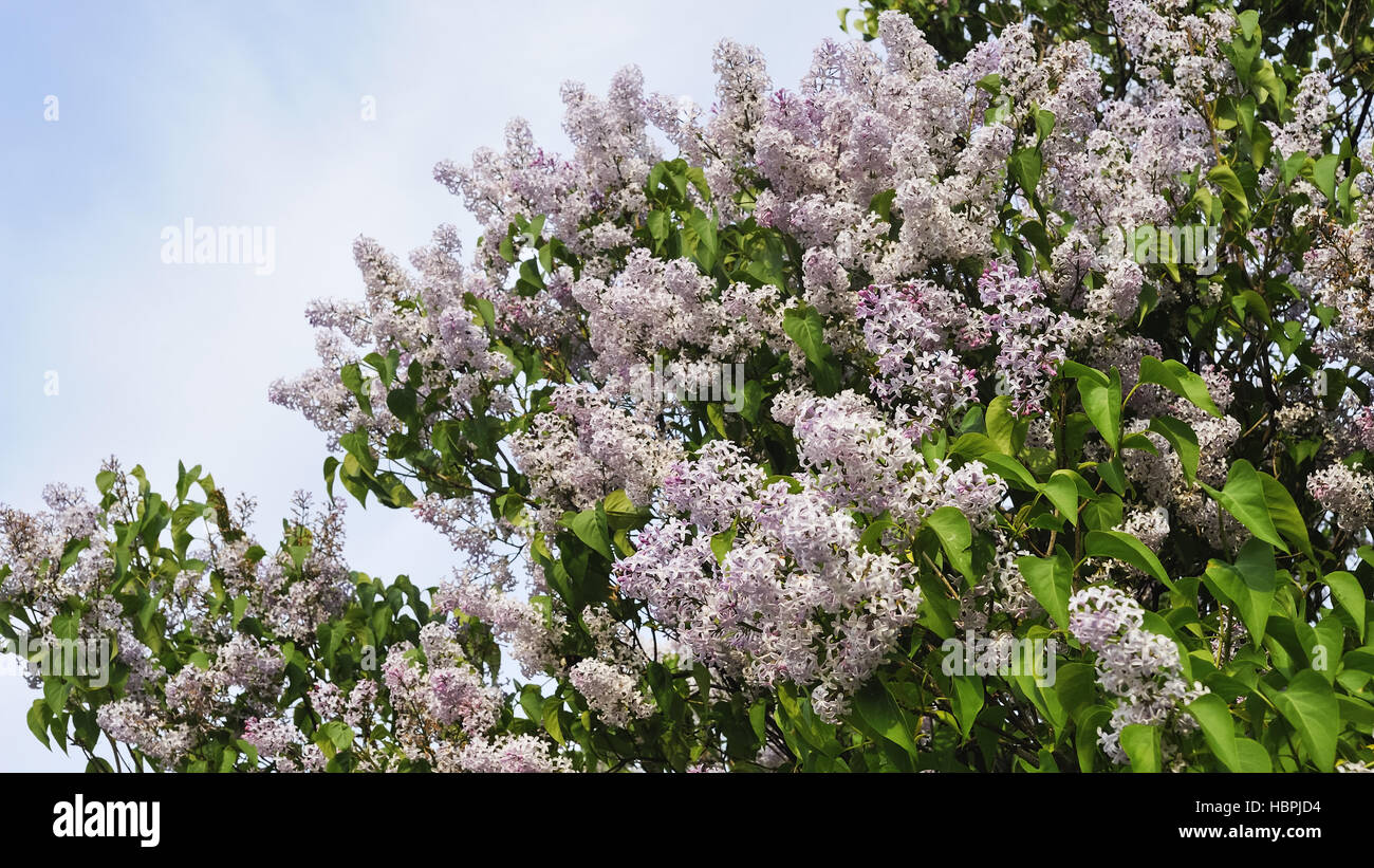 Lilac blooms in the spring Stock Photo