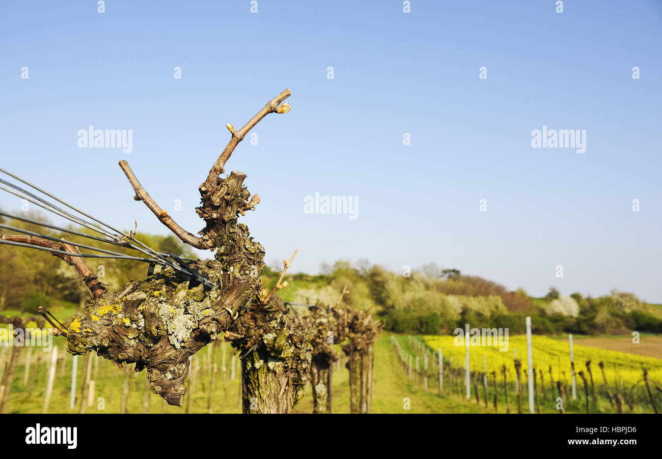 Pruning in spring in the vineyard Stock Photo