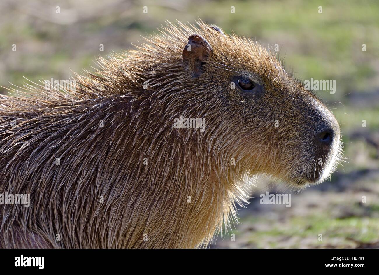 head of a grownup Capibara Stock Photo
