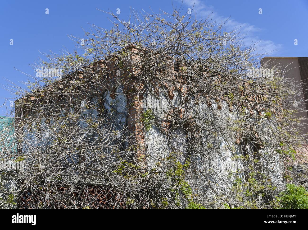 house overgrown by shrubs Stock Photo
