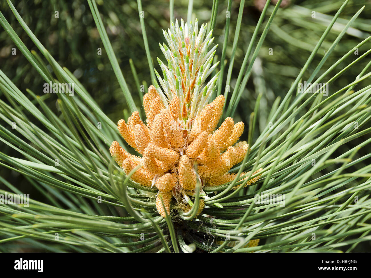 inflorescence of a pine Stock Photo