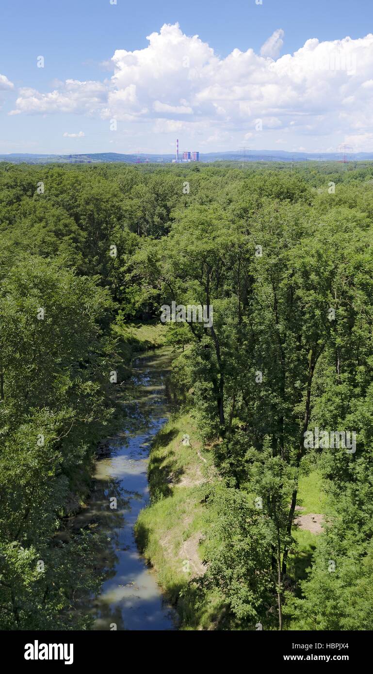 alluvial forest with water course Stock Photo