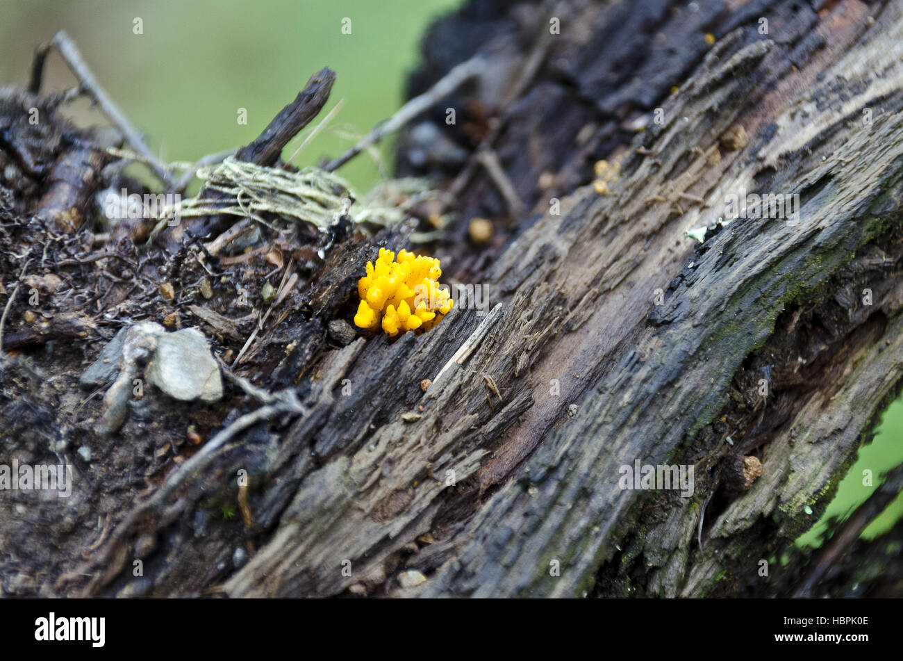 young yellow coral mushroom Stock Photo