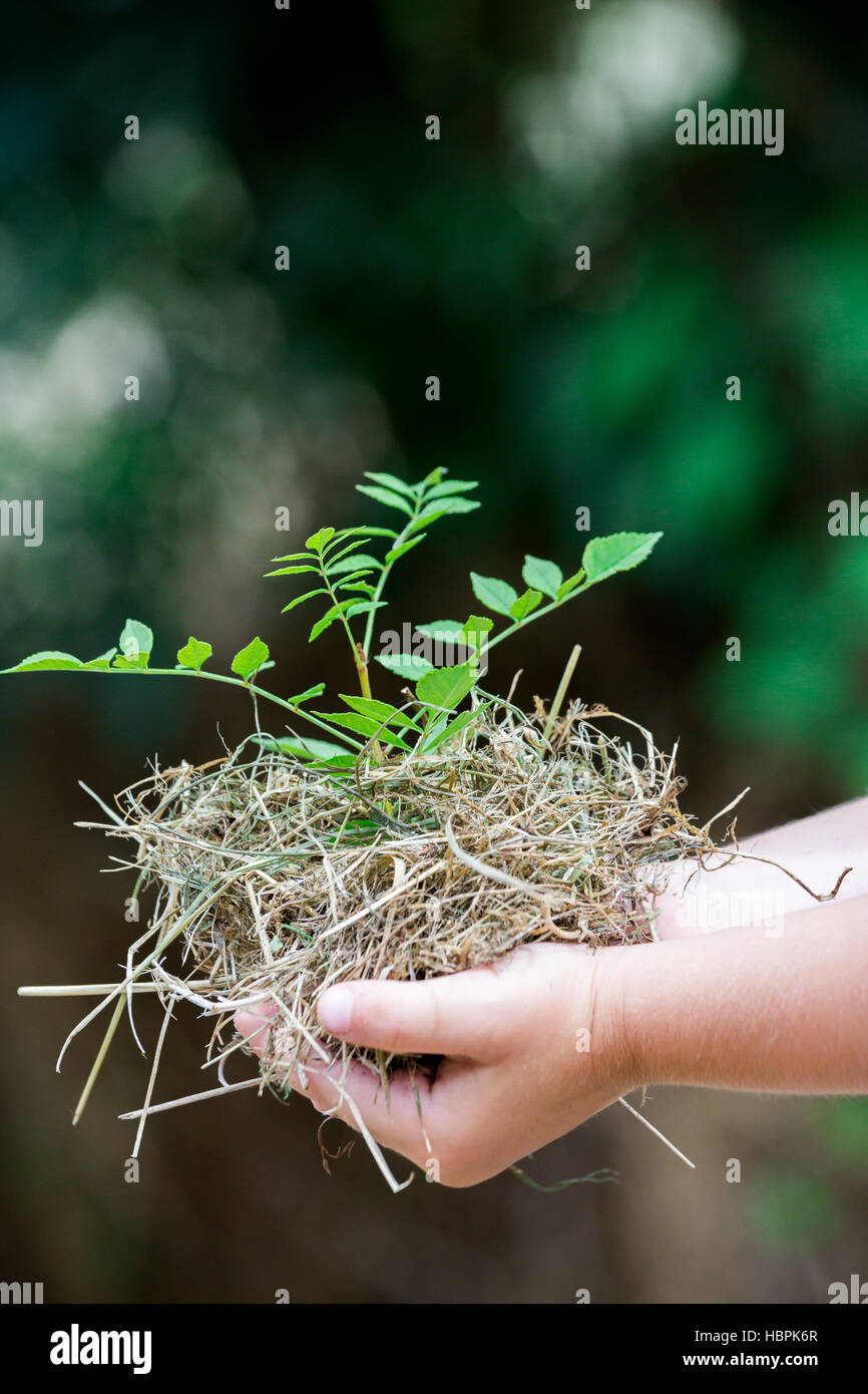 Child's Hands Holding Fresh Small Plant Stock Photo