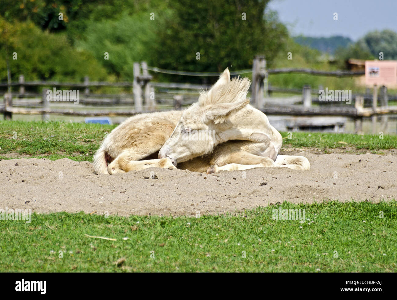 white donkey Stock Photo