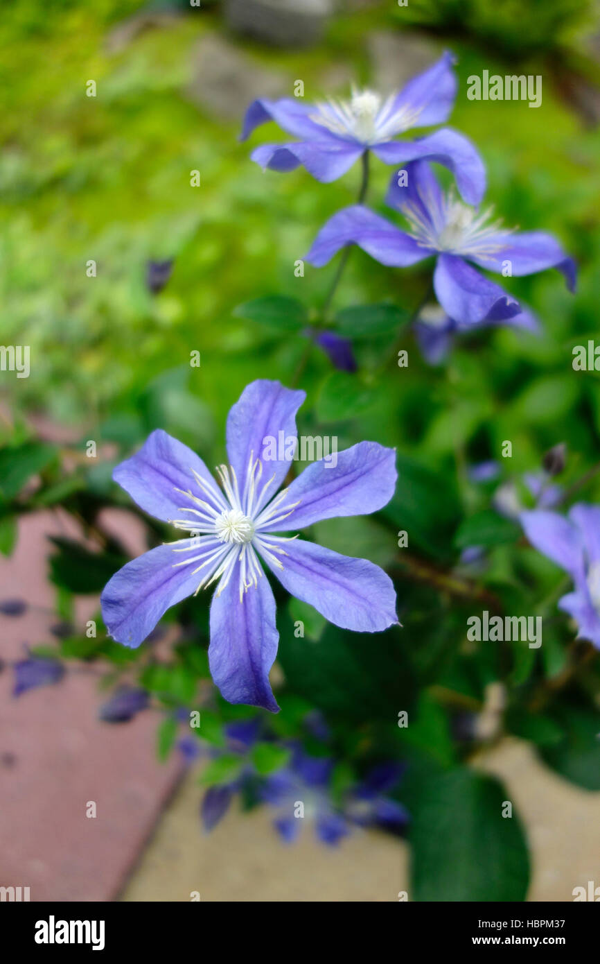 Clematis integrifolia cultivar 'Arabella' in Flower, UK Stock Photo