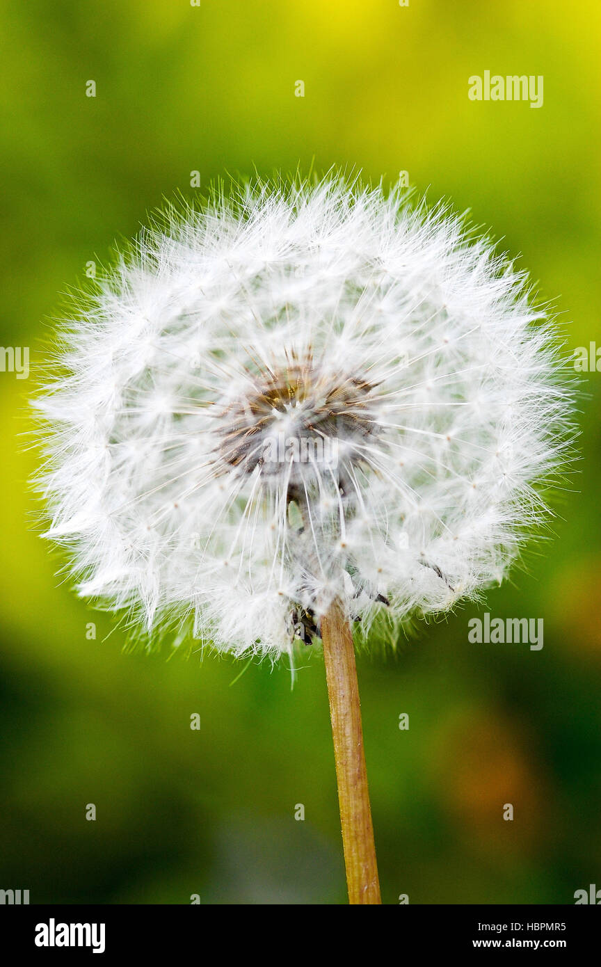 Dandelion Taraxacum closeup macro over green background Stock Photo