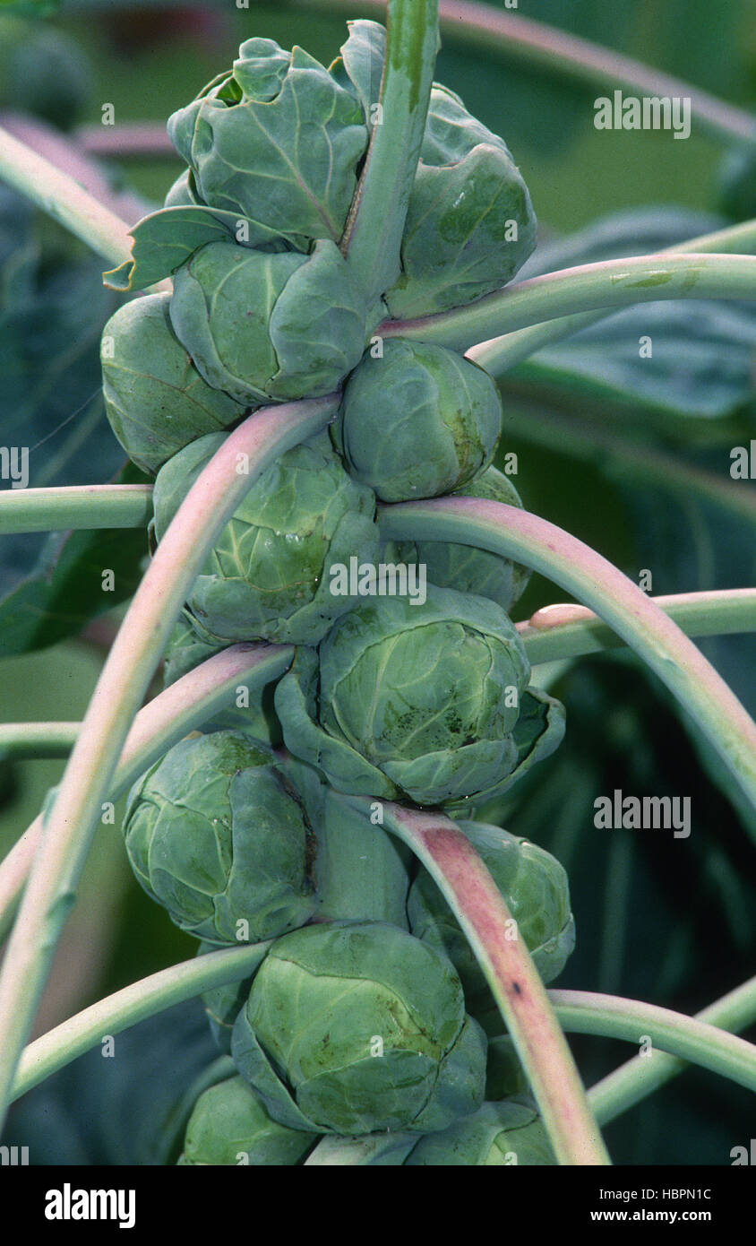 Rosenkohl, Brassica oleracea var. gemmifera Stock Photo Alamy