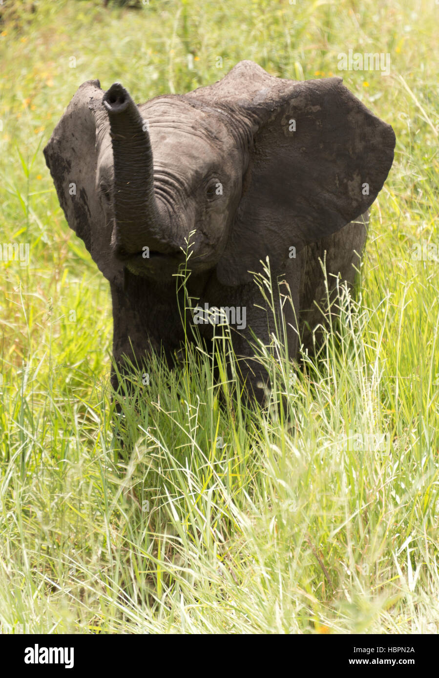 playful elephant kid Stock Photo - Alamy