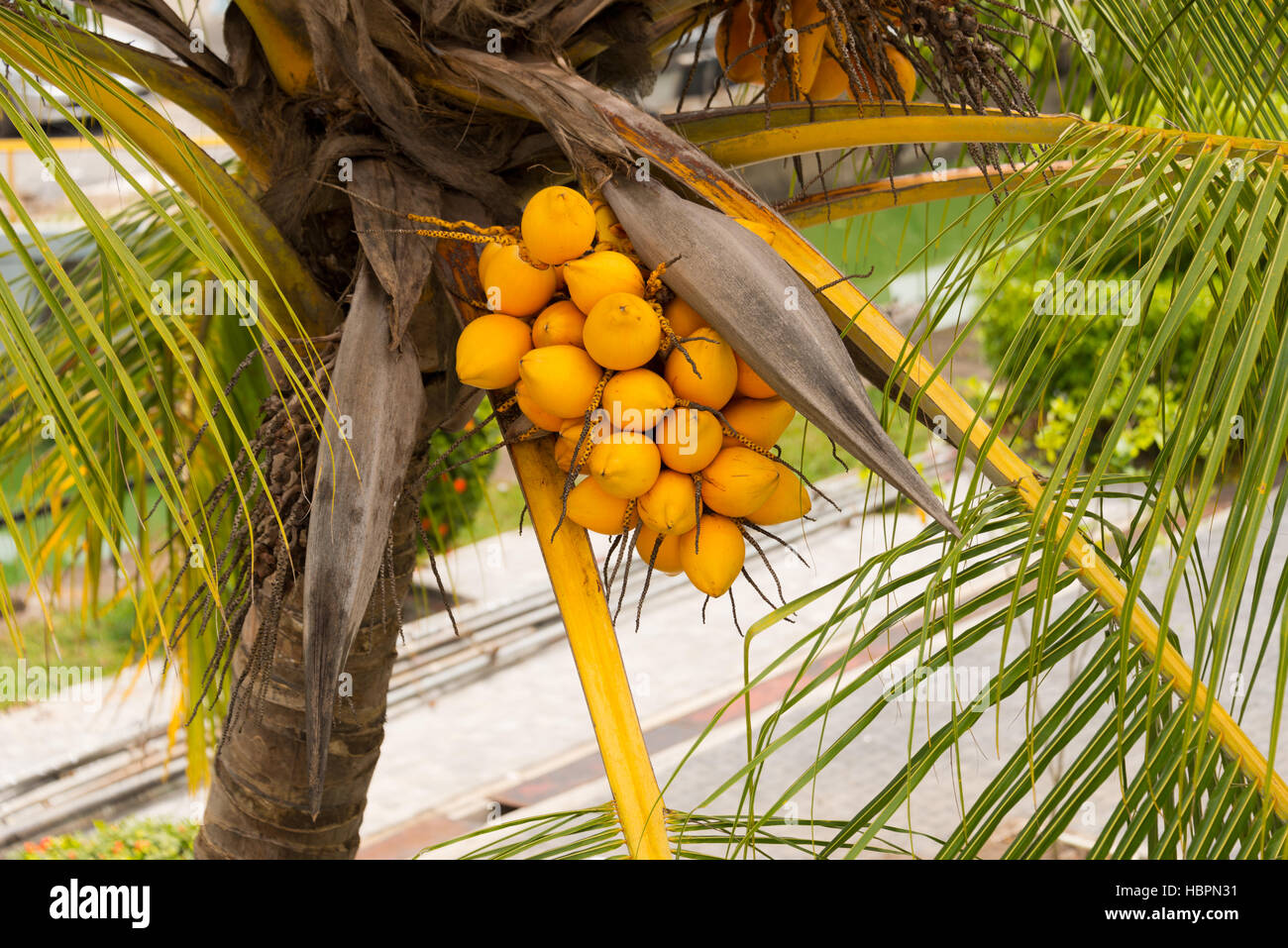 group of coconuts on tree Stock Photo Alamy