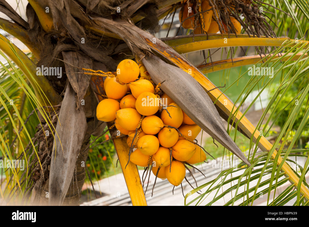group of coconuts on tree Stock Photo Alamy