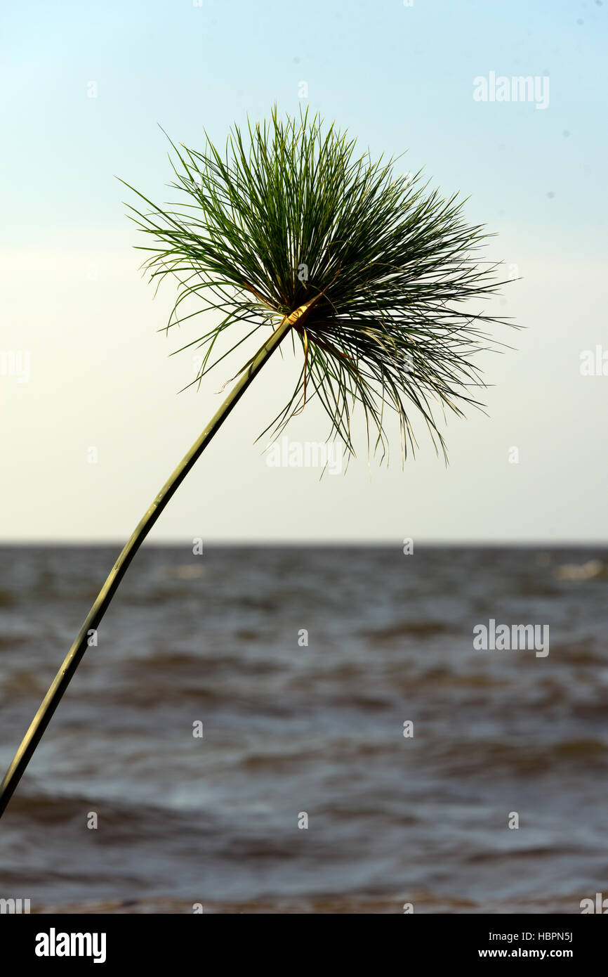 cyperus papyrus on shore of lake victoria, mwanza, tanzania Stock Photo