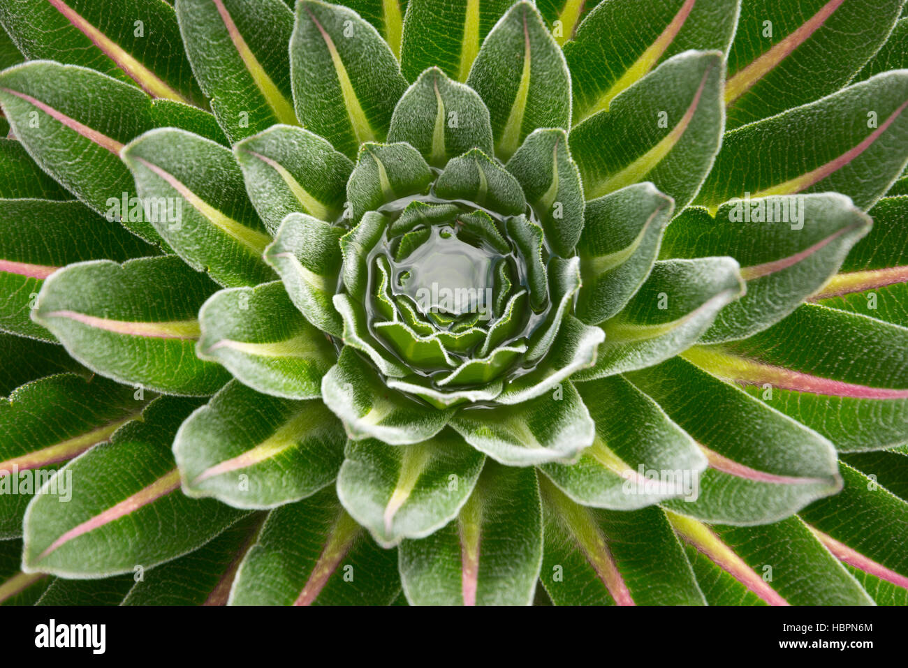 giant lobelia in ruwenzori mountains Stock Photo - Alamy