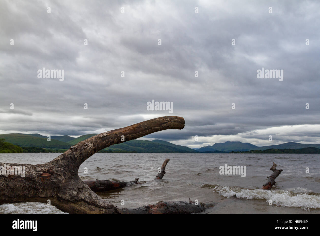 Cut tree trunk and bramches on the shores of lake Loch Lomond in Scotland with dramatic cloudscape. Photo taken near Duck Bay Stock Photo