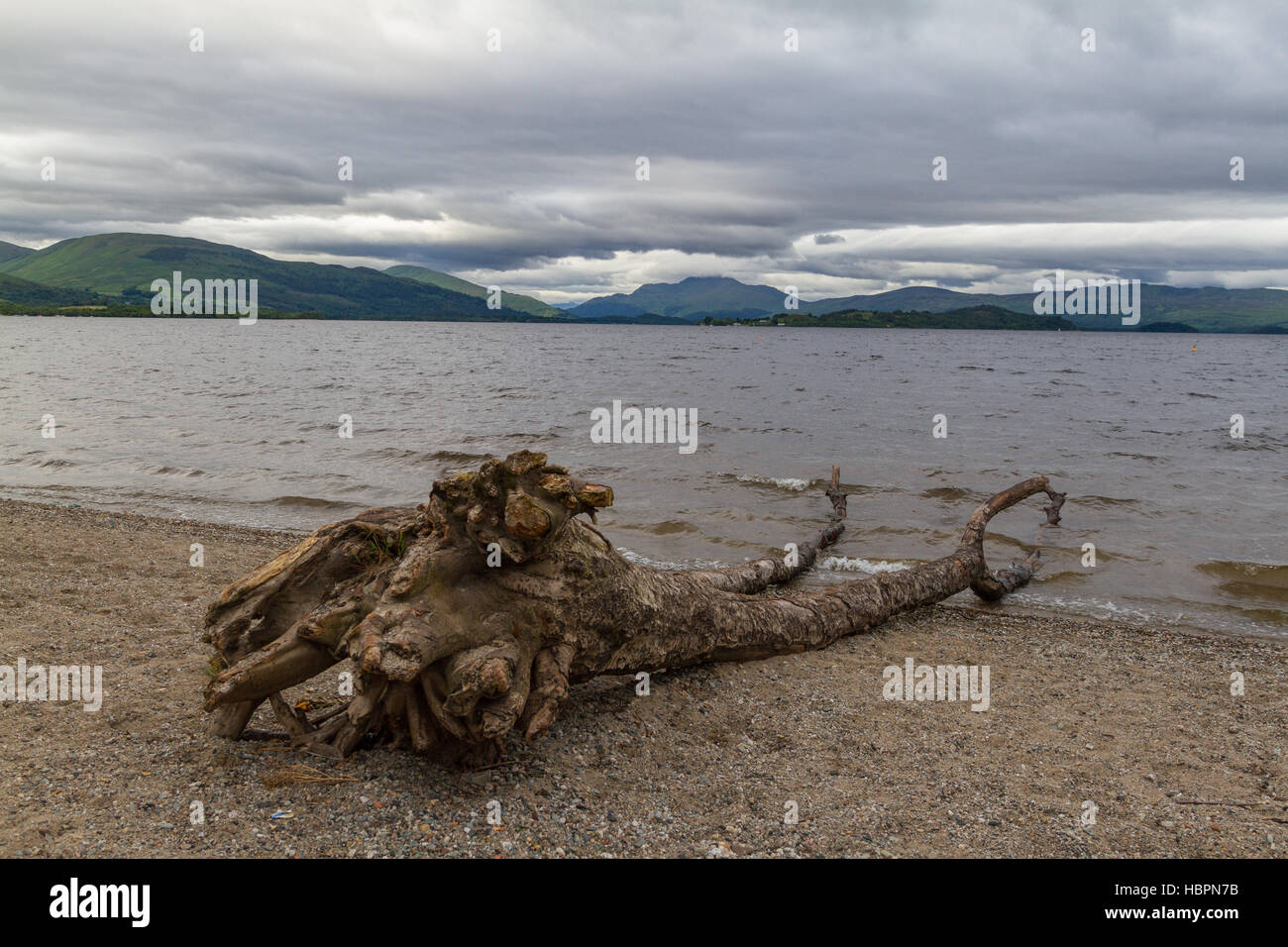 Cut tree trunk on the shores of lake Loch Lomond in Scotland with dramatic cloudscape. Photo taken near Duck Bay Stock Photo