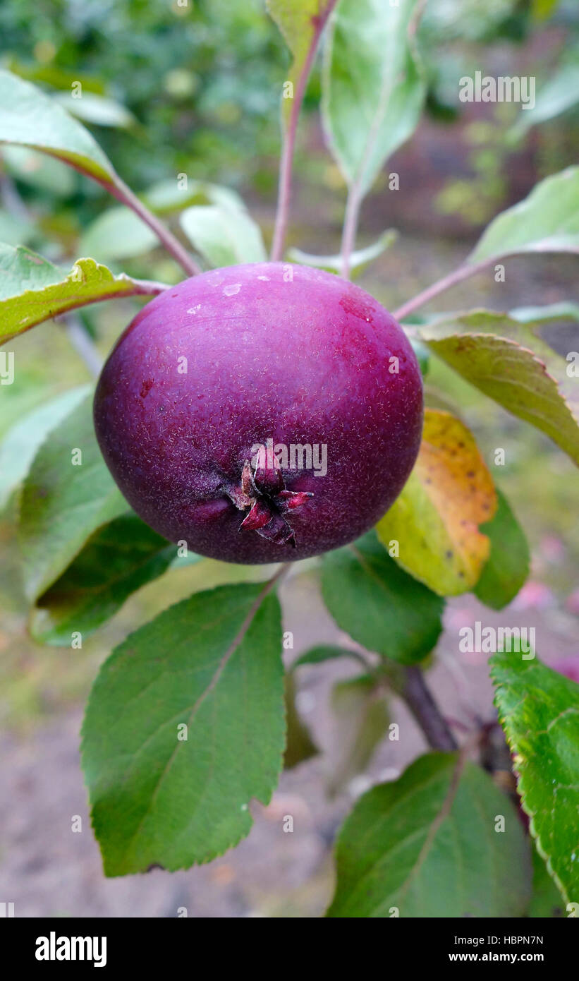 Malus domestica variety 'Tickled Pink' ( Baya ® Marisa ) Apple Tree Stock Photo