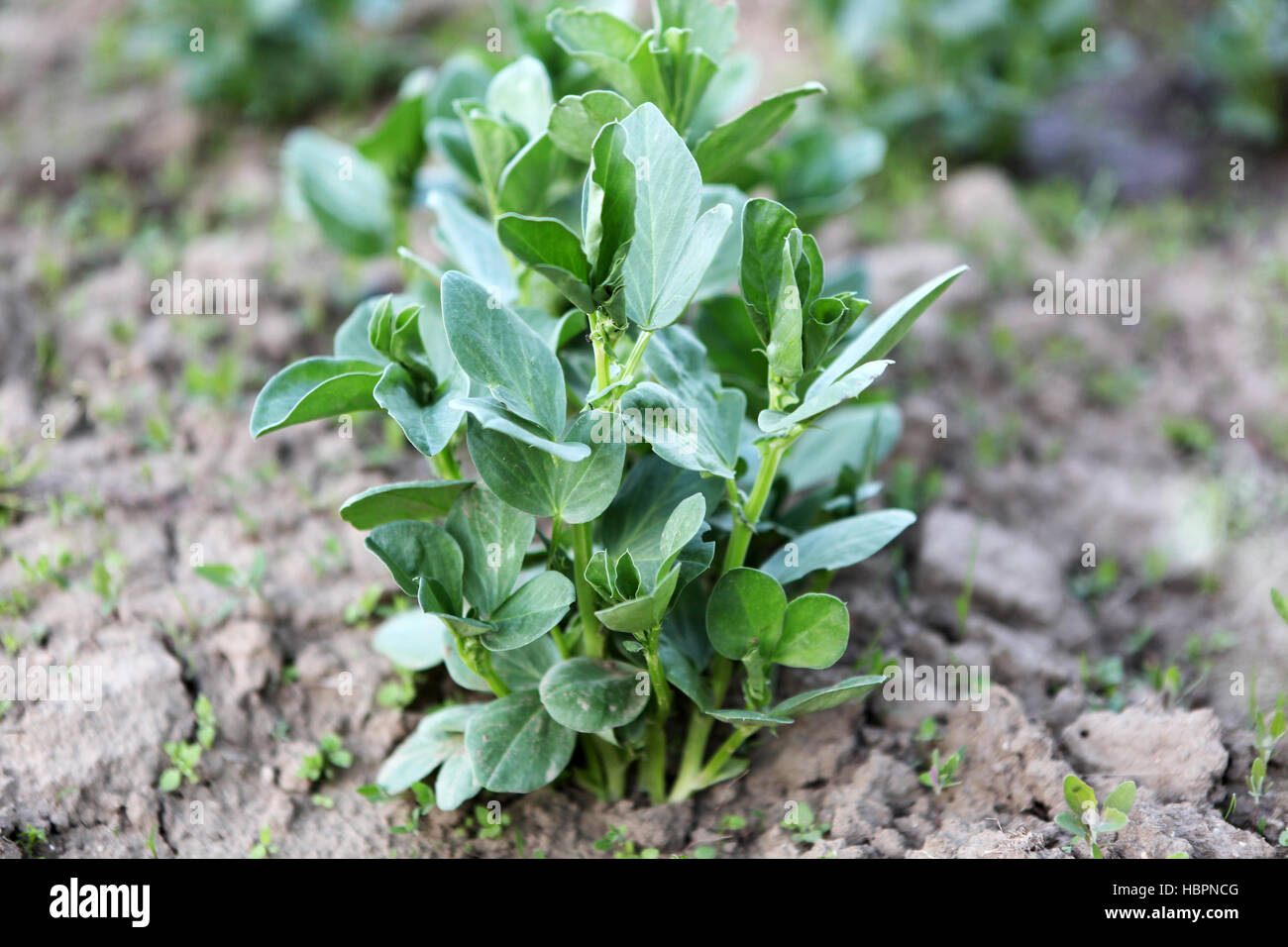 Cultivation fava beans field hires stock photography and images Alamy