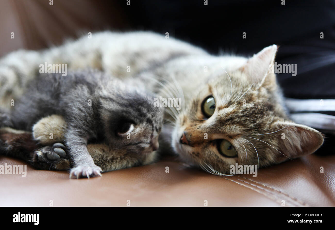 mother cat and her kitten Stock Photo Alamy