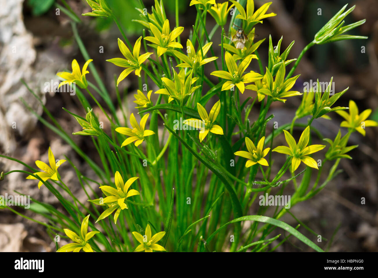 yellow spring  forest Gagea flowers closeup Stock Photo