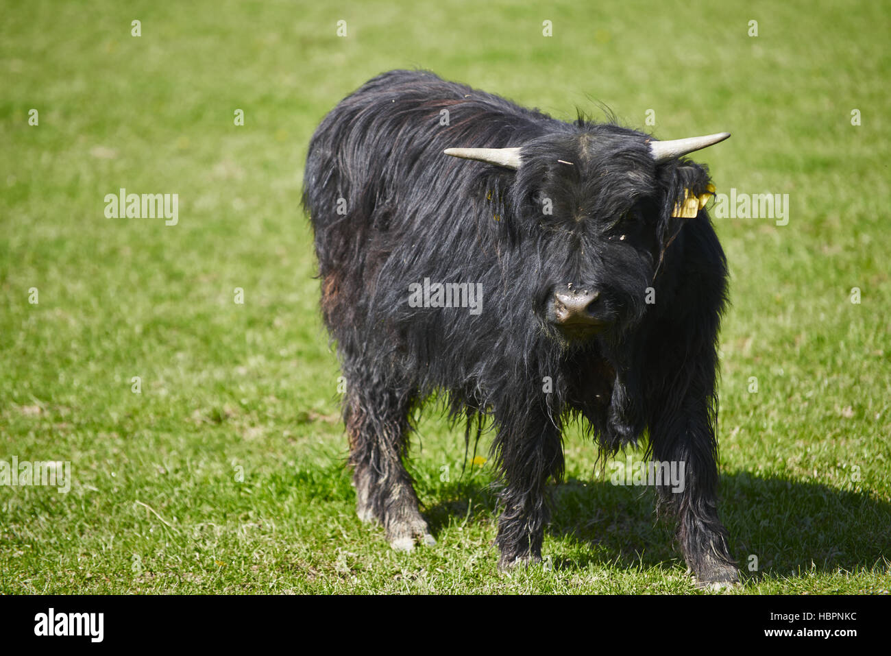 Black and white highland cattle hi-res stock photography and images - Alamy