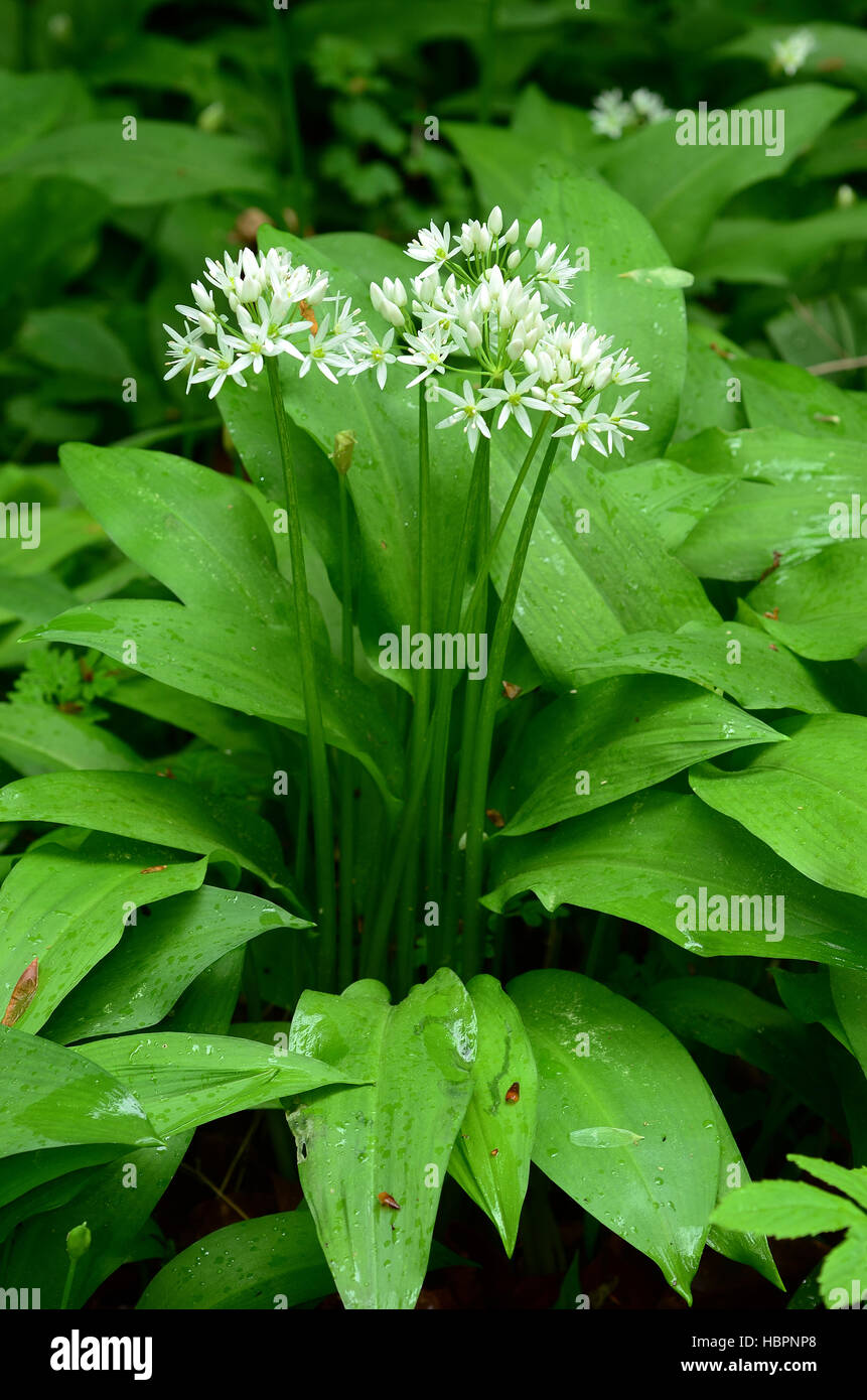 Baerlauch, Allium ursinum, Bluete Nahansicht Stock Photo