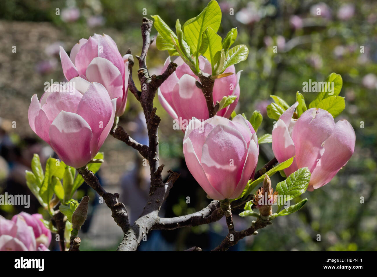 Magnolia branch hi-res stock photography and images - Alamy
