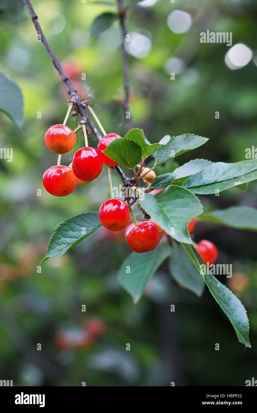 Ripe cherries on a tree hi-res stock photography and images - Alamy