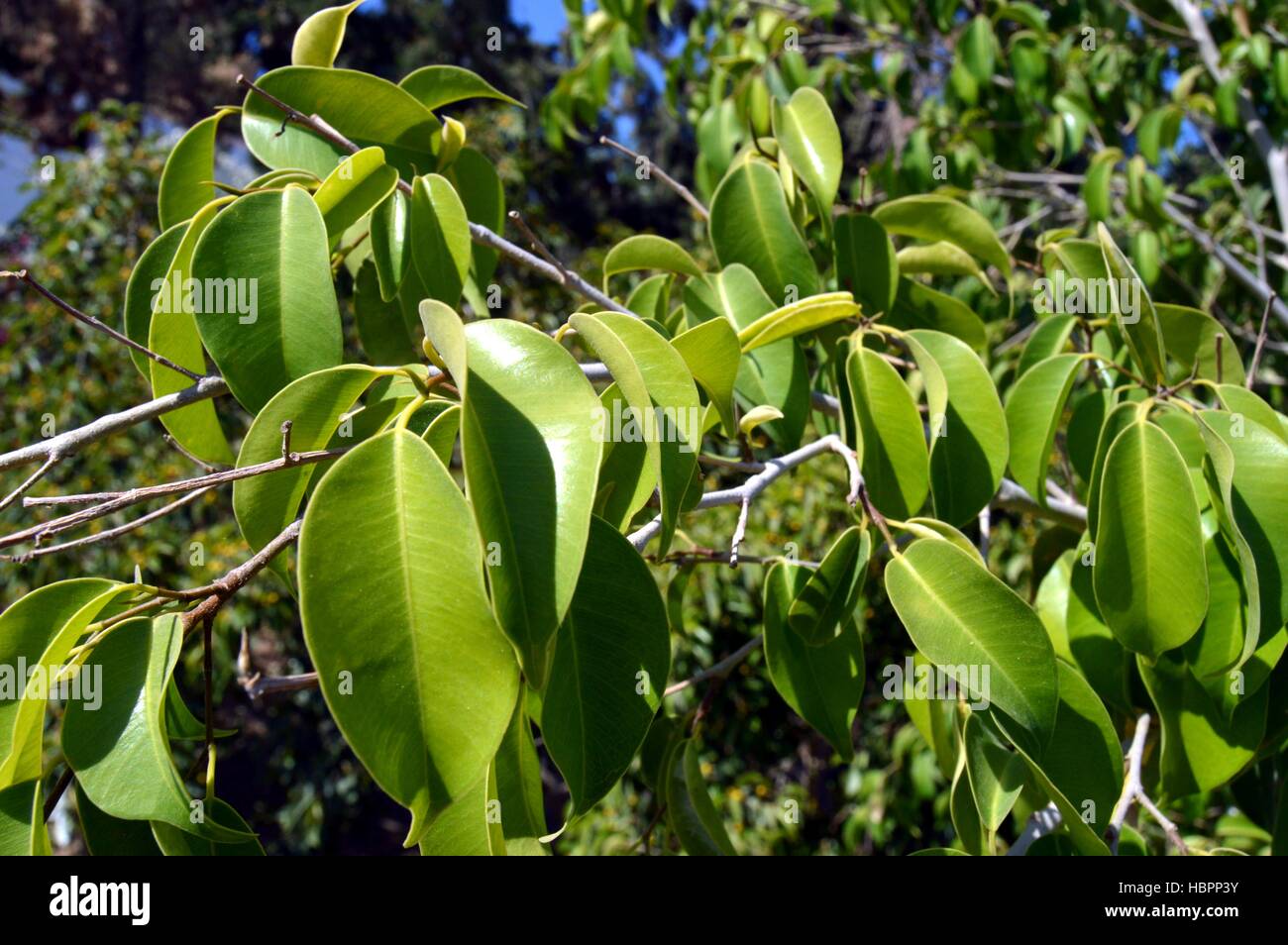 Leaves of a fat plant of green color. Stock Photo