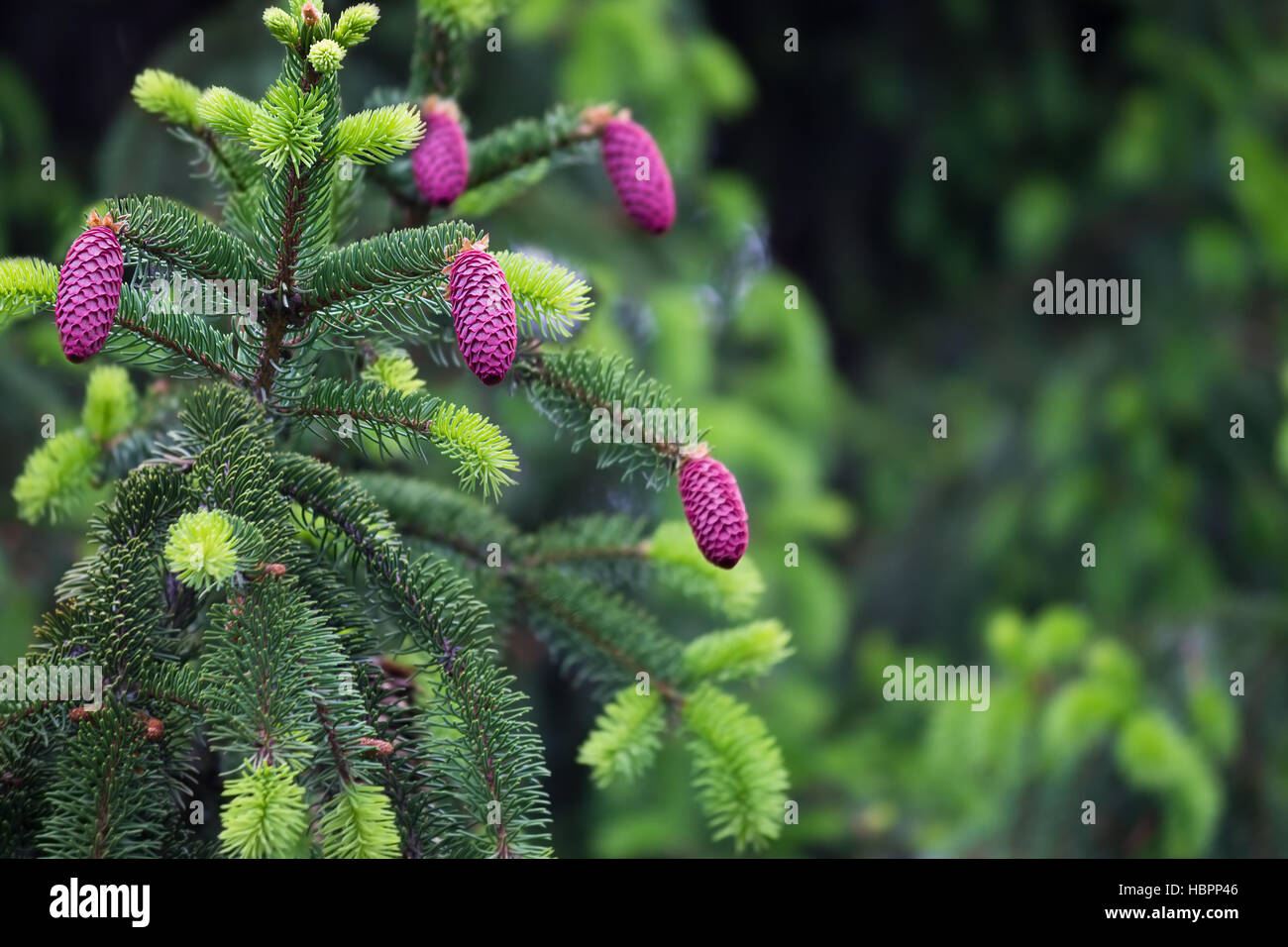 fir tree with pink  cones closeup Stock Photo