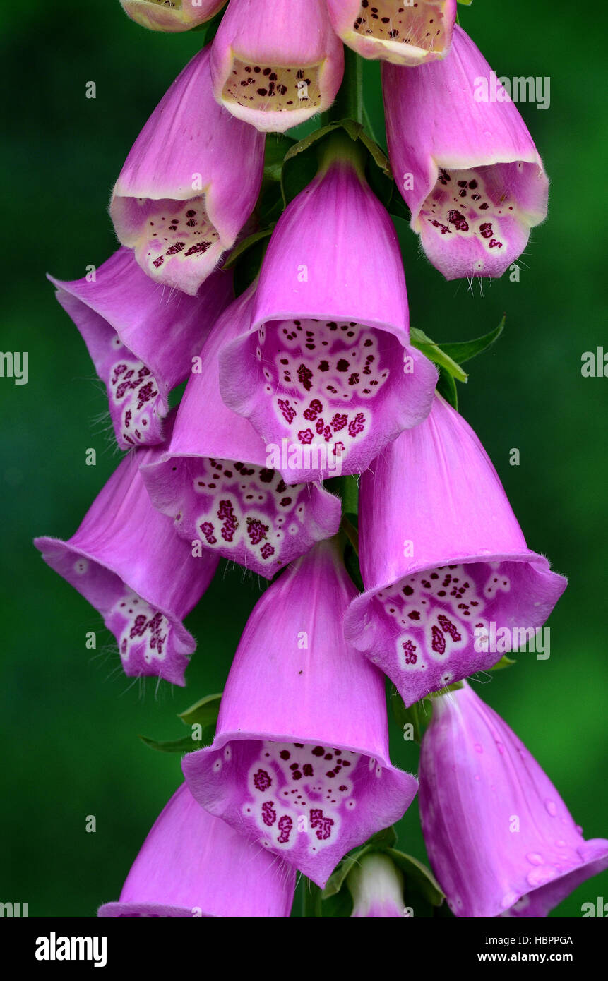 Roter Fingerhut, Digitalis purpurea, Stock Photo