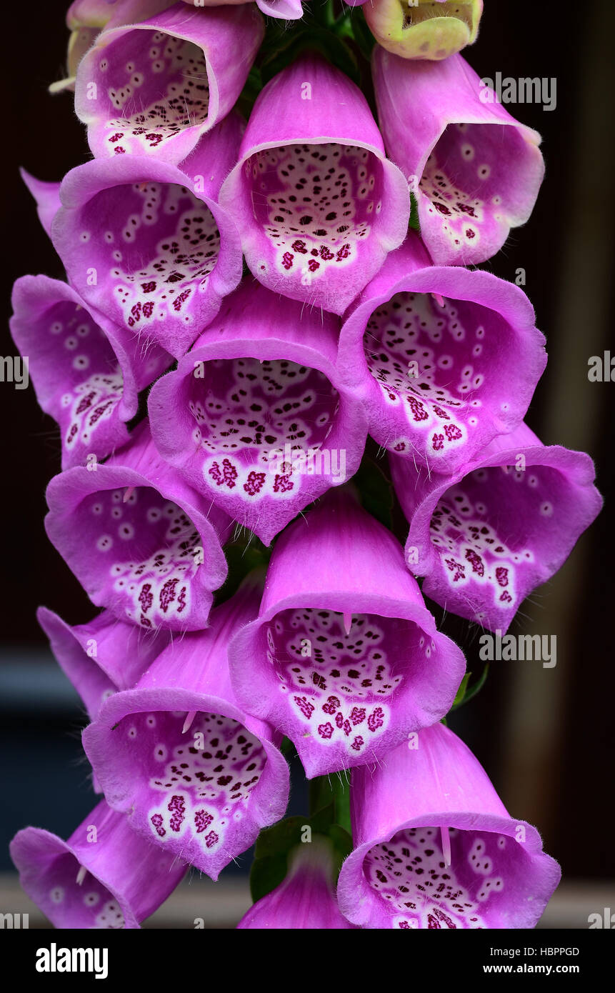 Roter hi-res stock photography and images - Alamy
