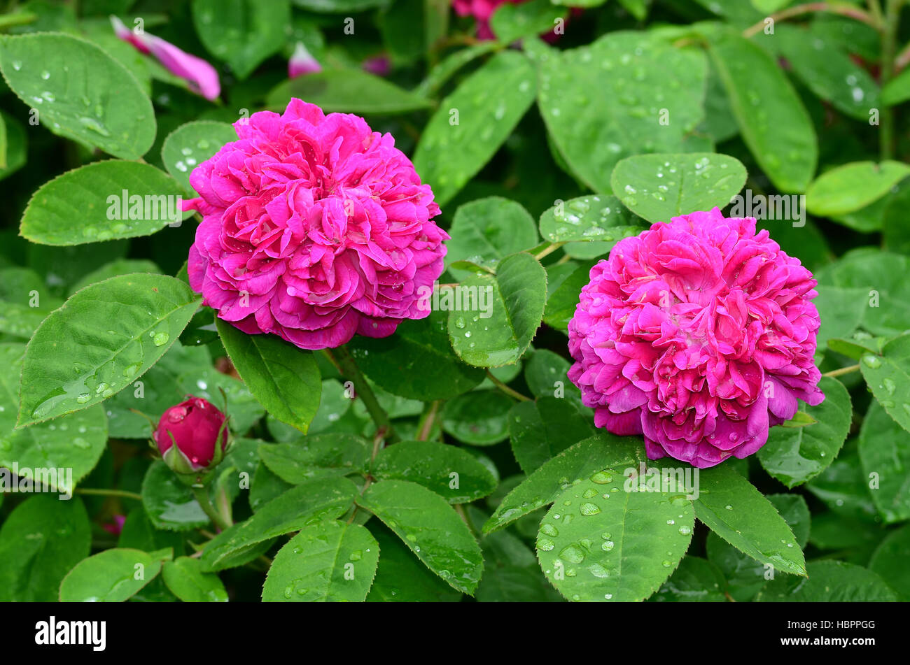 Damaszener rose hi-res stock photography and images - Alamy