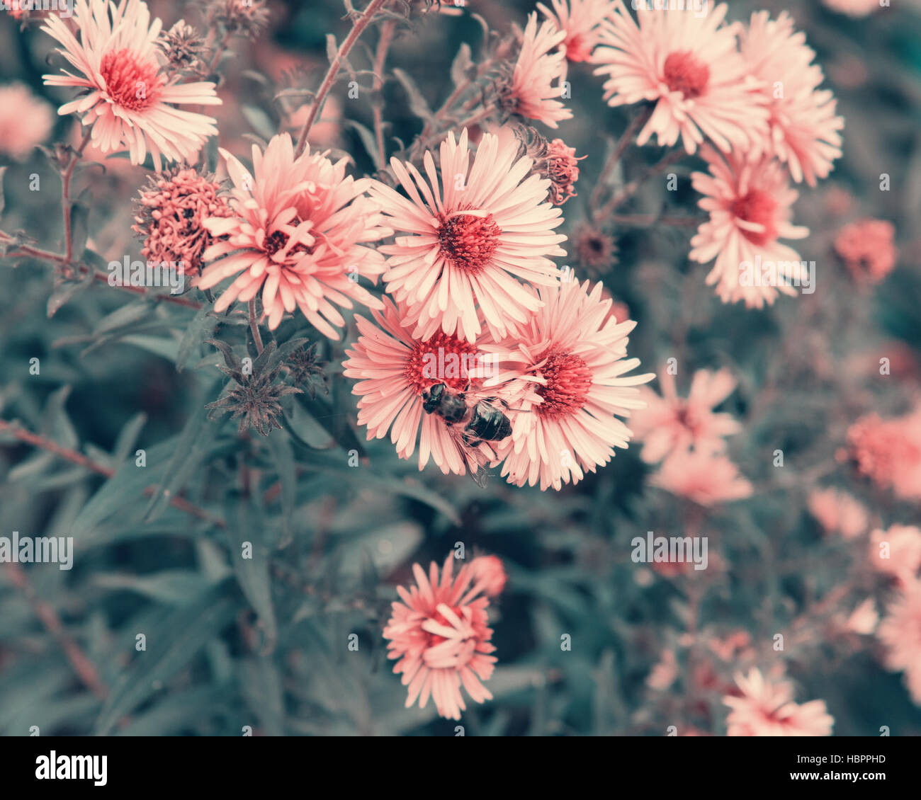 Bee pollinating flowers hi-res stock photography and images - Alamy
