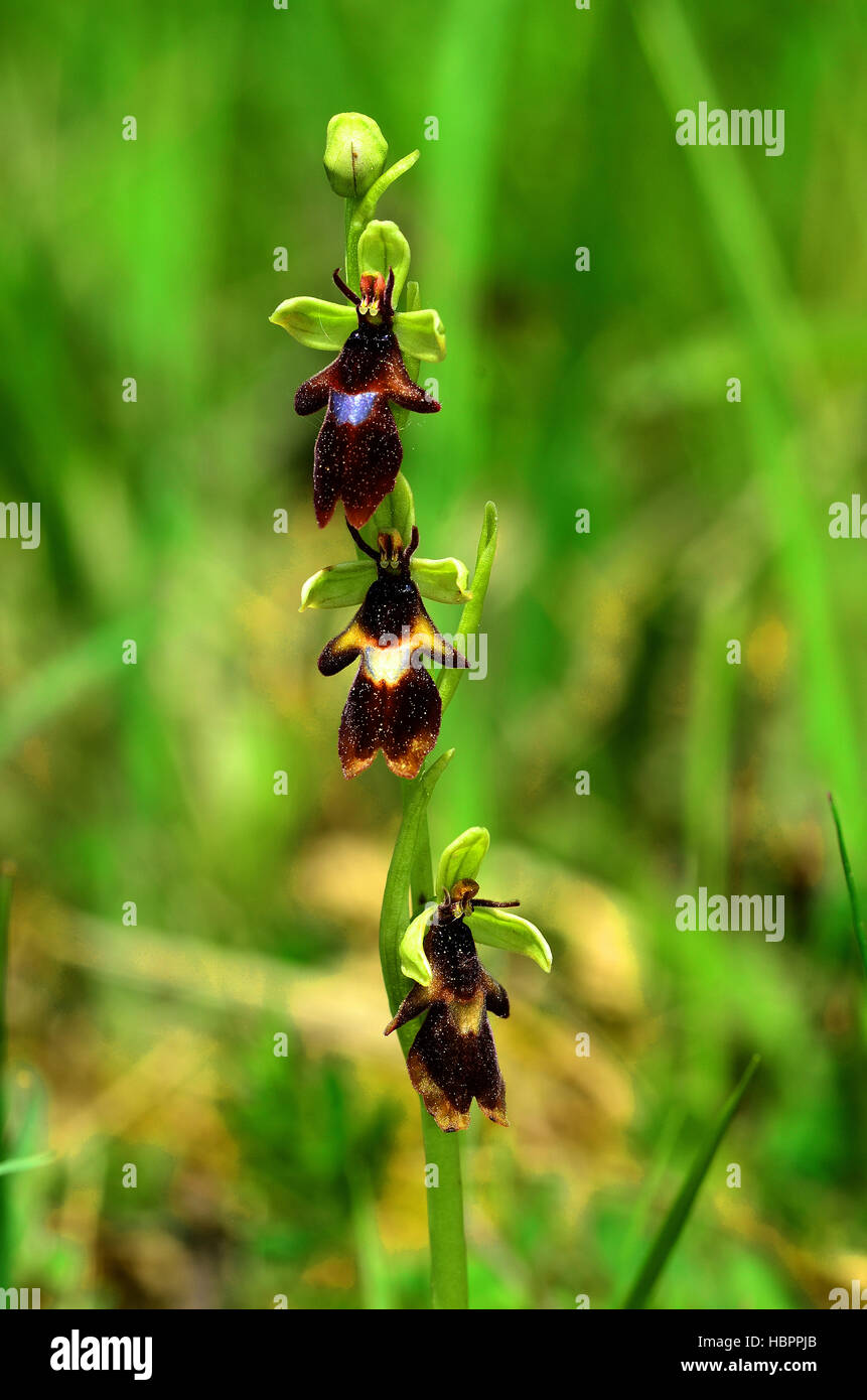 insect-bearing-ophrys, fly-orchid Stock Photo