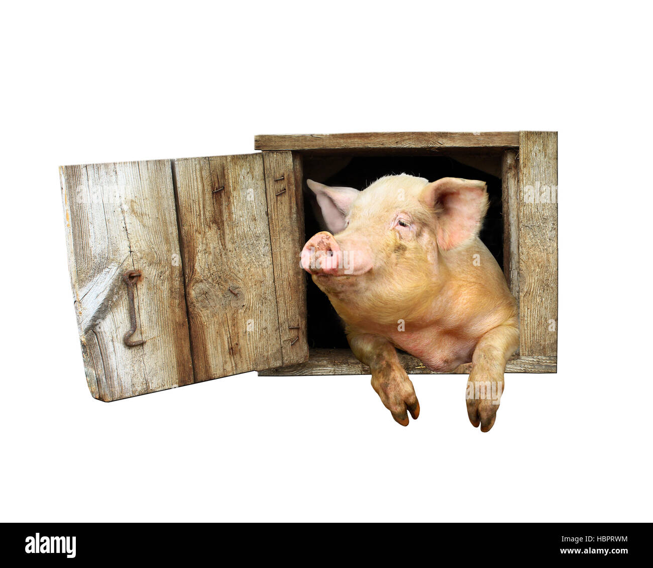 pig looks out from window of shed isolated on the white background Stock Photo