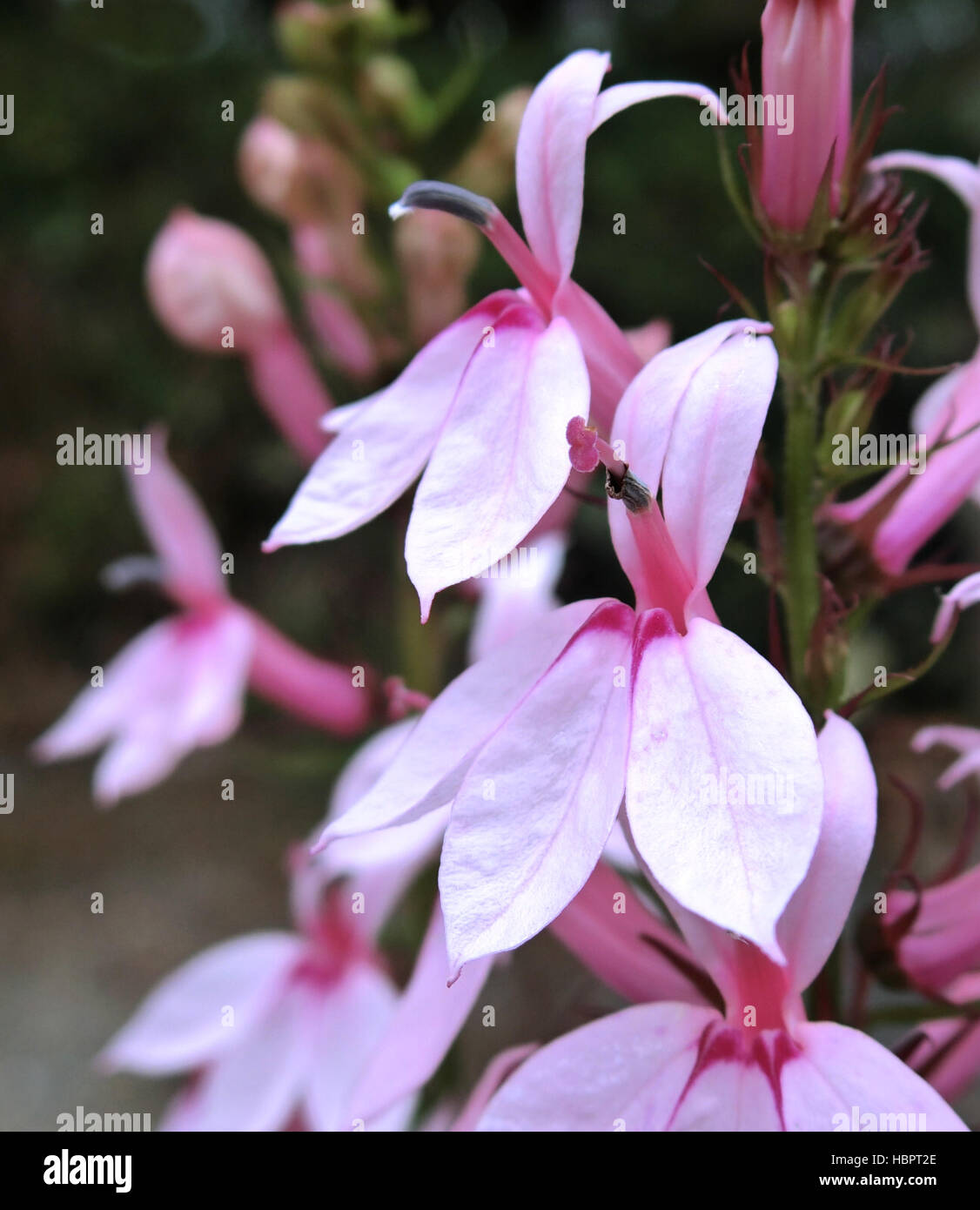 Lobelia 'Compton Pink' in Flower Stock Photo